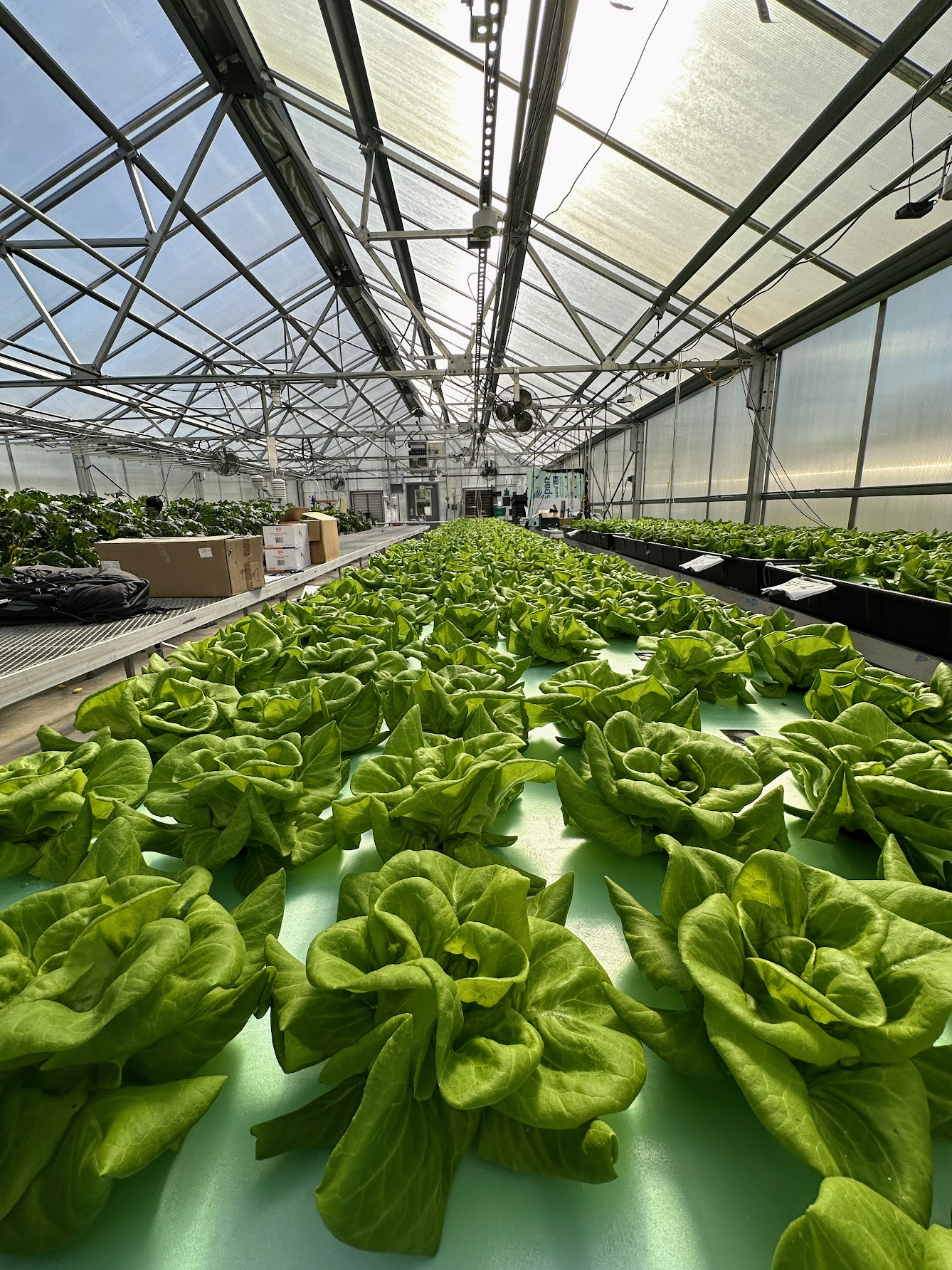 Deep-Learning-Driven Lettuce Analysis